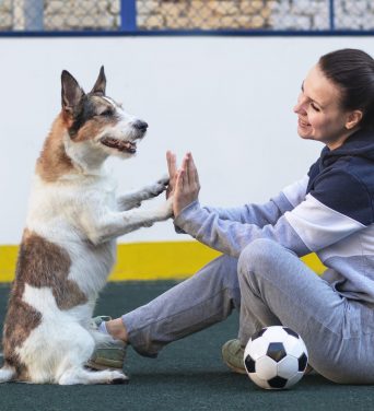 Give me a five-dog presses a paw to the girls hand on the playground. Happy smiling woman playing soccer with her puppy